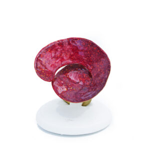 Anello "Strongyle" piccolo GLS06